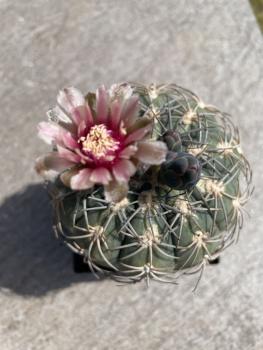 Gymnocalycium spegazzinii